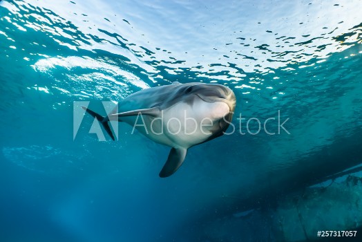 Bild på Dolphin swimming with divers in the Red Sea Eilat Israel